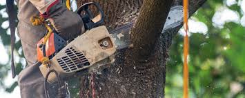 Reliable Tyler Run, PA Tree Care Solutions