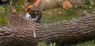 Best Fruit Tree Pruning  in Tyler Run, PA