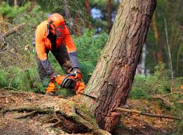 Best Fruit Tree Pruning  in Tyler Run, PA