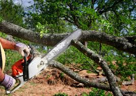 How Our Tree Care Process Works  in  Tyler Run, PA