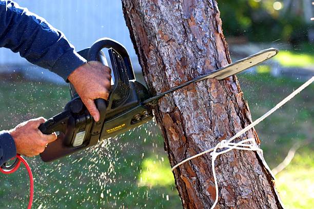 Best Leaf Removal  in Tyler Run, PA