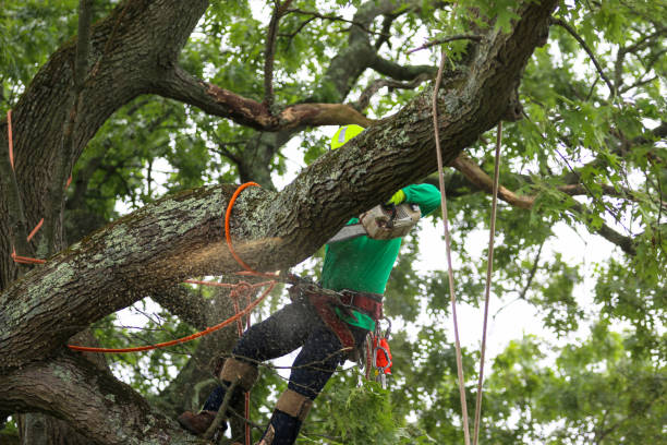 Best Tree Risk Assessment  in Tyler Run, PA