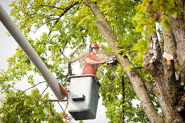 Best Tree Cabling and Bracing  in Tyler Run, PA