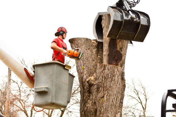 Professional Tree Care in Tyler Run, PA